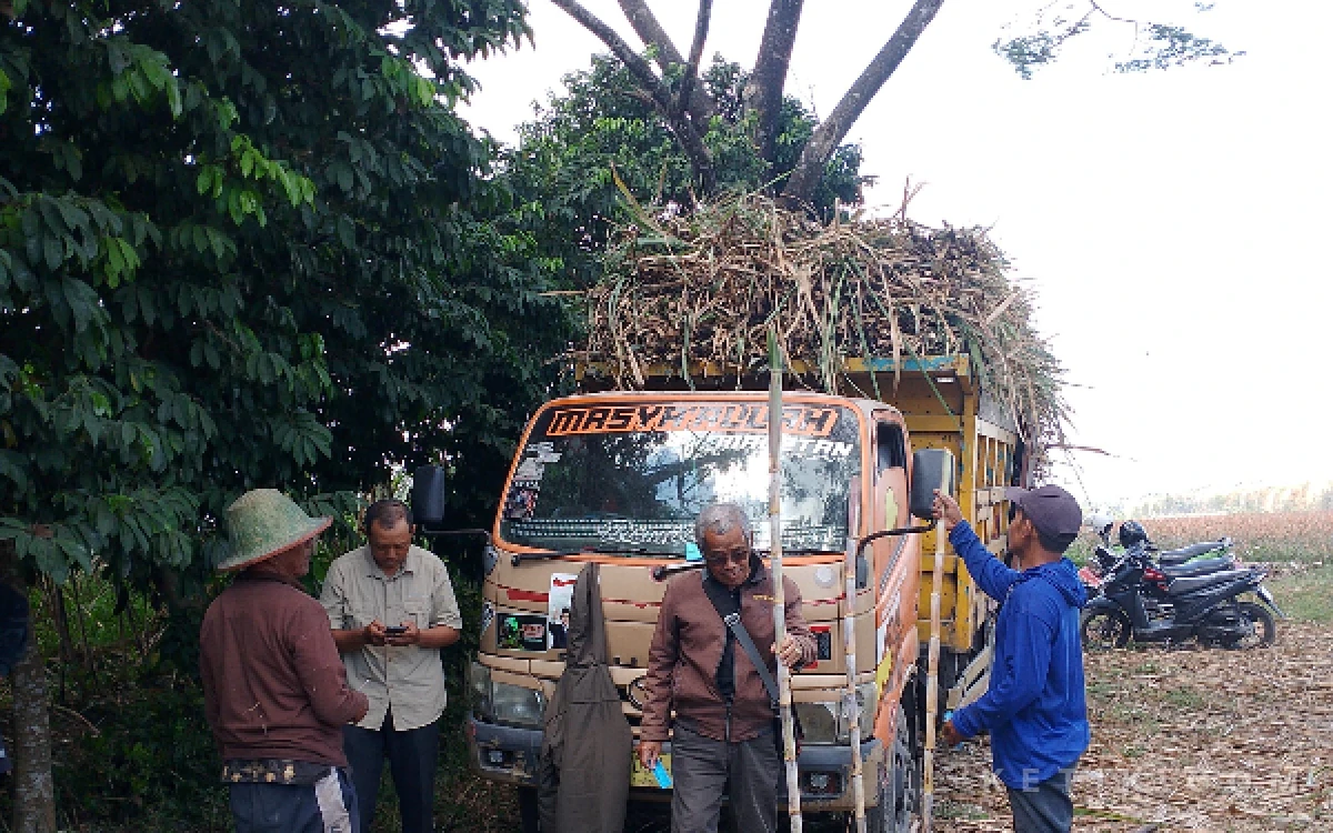 Thumbnail Berita - CV Lang Buana Mulai Salurkan Benih Tebu Unggul dari Blitar untuk Dukung Swasembada Gula Nasional