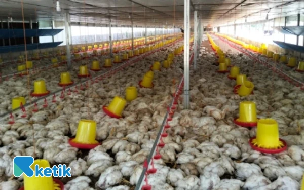 Thumbnail Berita - Akibat Listrik Padam Peternak Ayam Merugi, PLN Aceh Digugat Rp2 Miliar ke Pengadilan