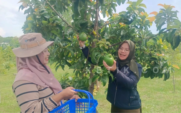 Thumbnail Berita - Bupati dan Ketua TP PKK Situbondo Petik Buah Alpukat di Agrowisata SGF Kotakan