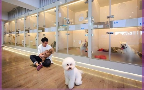 Thumbnail Mudik Tenang Tanpa Khawatir, Ini 7 Rekomendasi Pet Hotel di Malang untuk Titipkan Anabul Saat Lebaran
