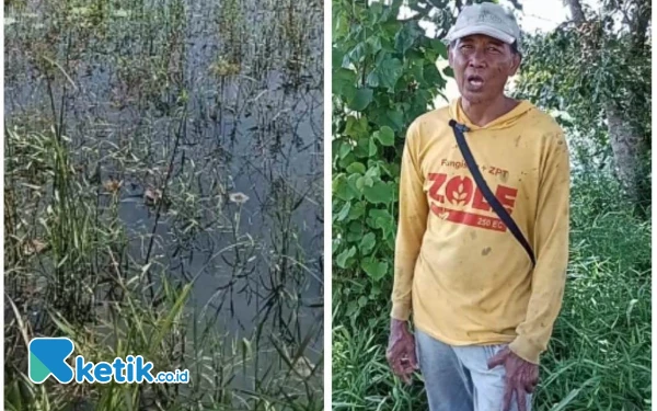 Selalu Tergenang Air, Petani Sekitar Tambak Udang Hanya Bisa Tanam Setahun Sekali di Yosowilangun Lumajang