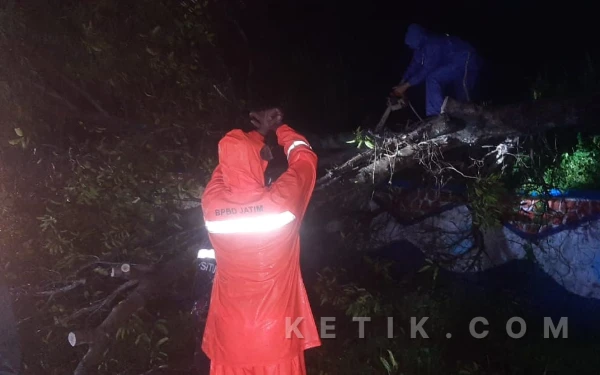 Thumbnail Berita - Tim Pusdalops dan TRC-BPBD Situbondo Gercep Evakuasi Pohon Tumbang