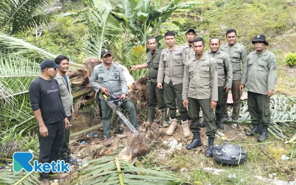 Thumbnail Berita - 18,5 Hektare Kebun Sawit Ilegal di Kawasan Hutan Abdya Dibongkar Petugas Gabungan