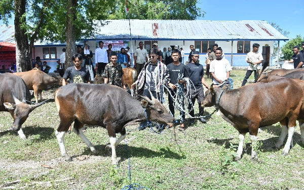 Thumbnail Berita - Salurkan Kurban dan Renovasi Sekolah di Pedalaman NTT, SBN Foundation Gandeng Atta Halilintar