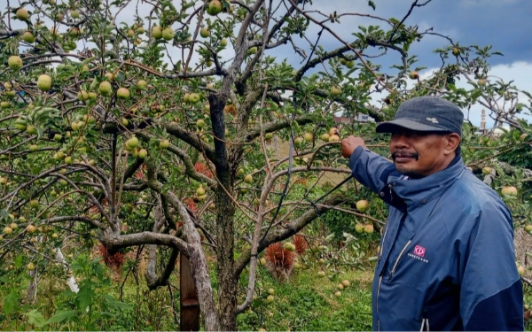 Thumbnail Berita - Produksi Anjlok, Lahan Menyusut: Apel Batu Makin Terpuruk, Jati Diri Kota Batu Terancam