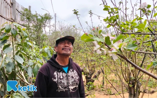 Thumbnail Berita - Utomo: Sang Penjaga Apel Tak Sampai Punah di Kota Batu