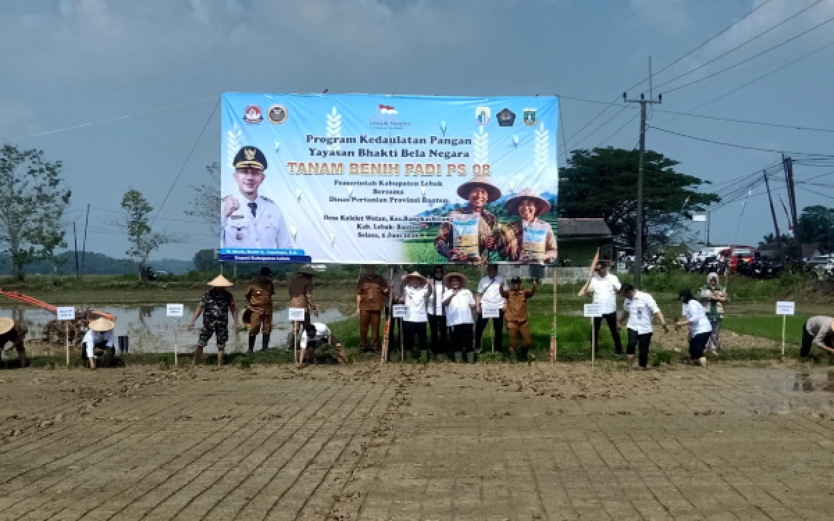 Thumbnail Berita - Tanam Padi Varietas PS 08, Pemkab Lebak dan Yayasan Bhakti Bela Negara Perkuat Program Kedaulatan Pangan