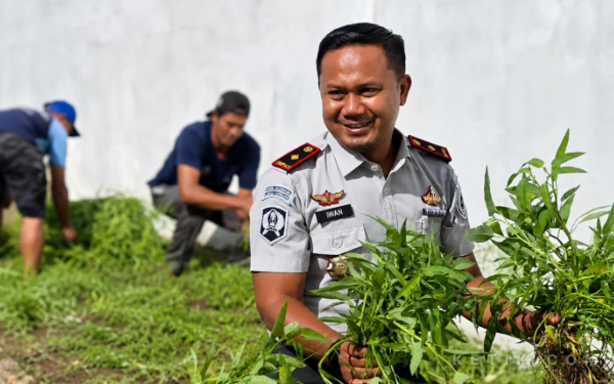 Thumbnail Berita - Dorong Ketahanan Pangan dan Lahan Produktif, Lapas Blangpidie Panen Kangkung