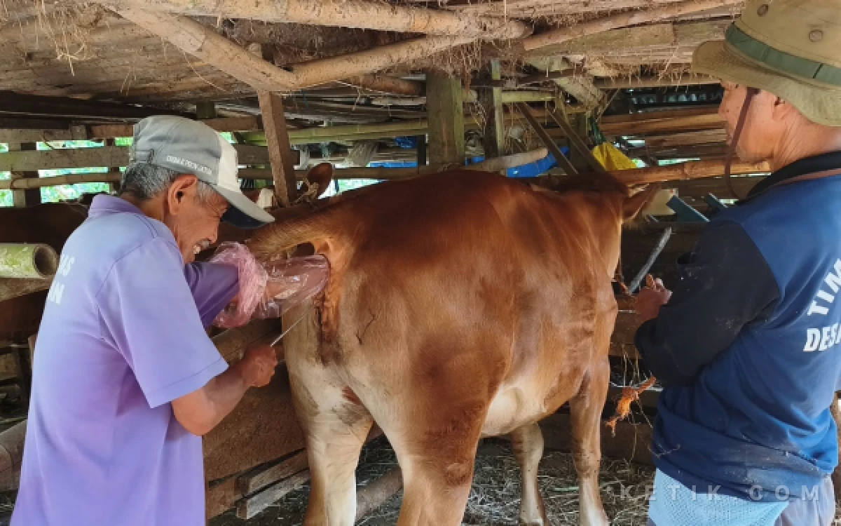 Thumbnail Berita - Kenali Tanda-tanda Ternak Sapi Sedang Birahi Pengen Kawin, Peternak Pacitan Wajib Tahu