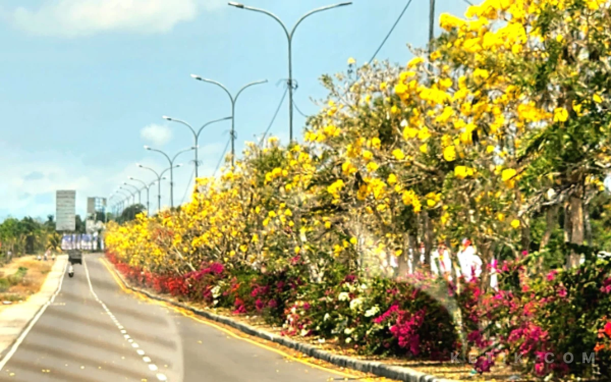 Thumbnail Berita - Bunga Tabebuya ala "Sakura" Bermekaran di Sepanjang Jalan Menuju Sirkuit Mandalika