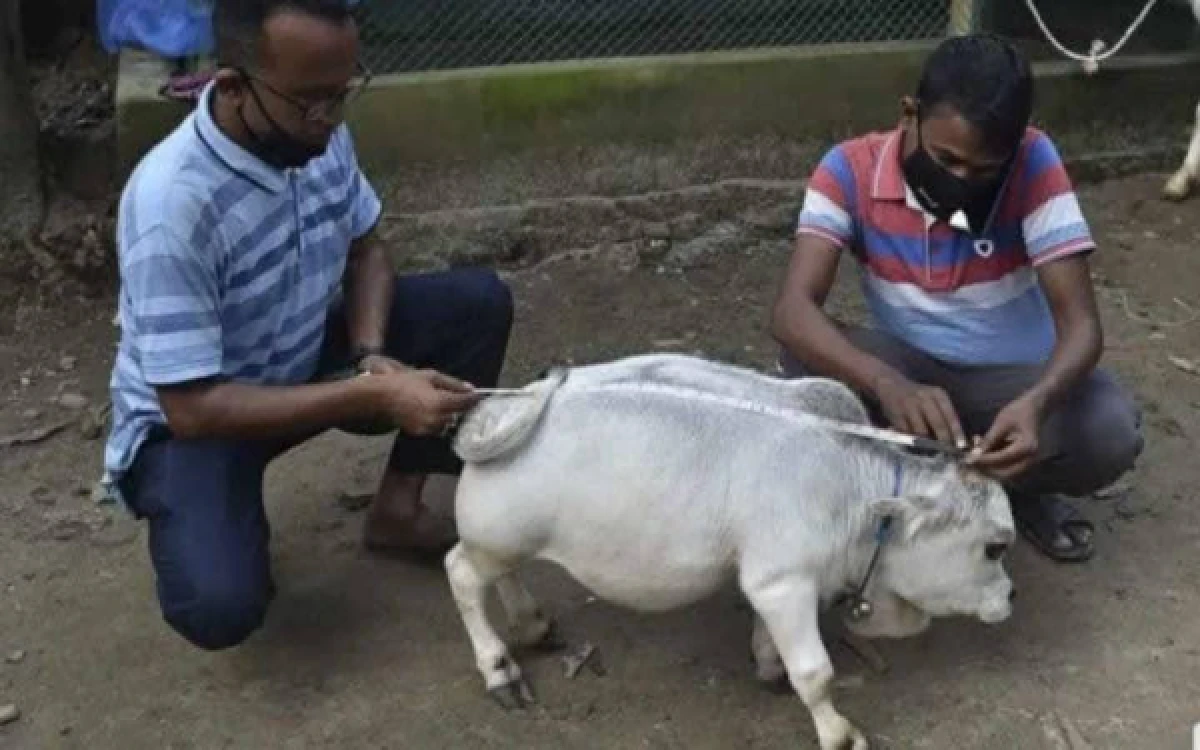 Catat, Ini 5 Cara Memilih Hewan Kurban yang Sehat dan Sesuai Syariat Islam