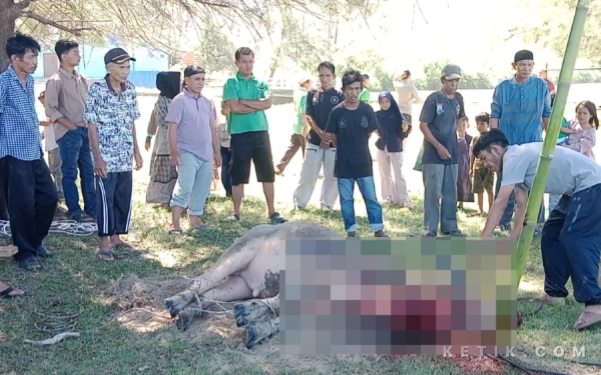 Foto Sembelih kurban