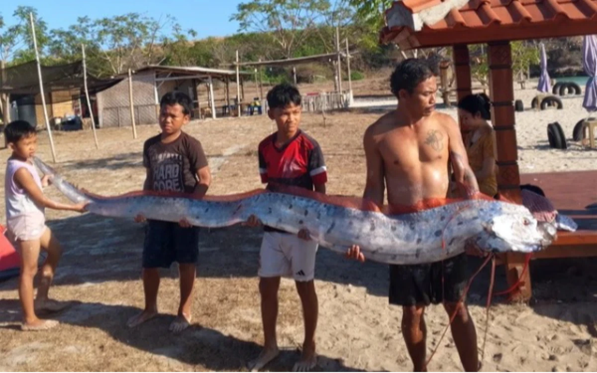 Thumbnail Berita - Warga Dihebohkan Kemunculan “Ikan Kiamat", Oarfish 4 Meter Terdampar di Pantai Pink Lombok