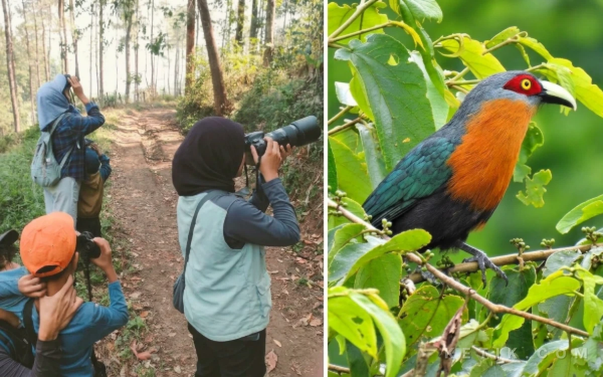 Thumbnail Berita - Cegah Burung Diburu, Profauna Inisiasi Birdwatching di Kaki Gunung Arjuna Kabupaten Malang